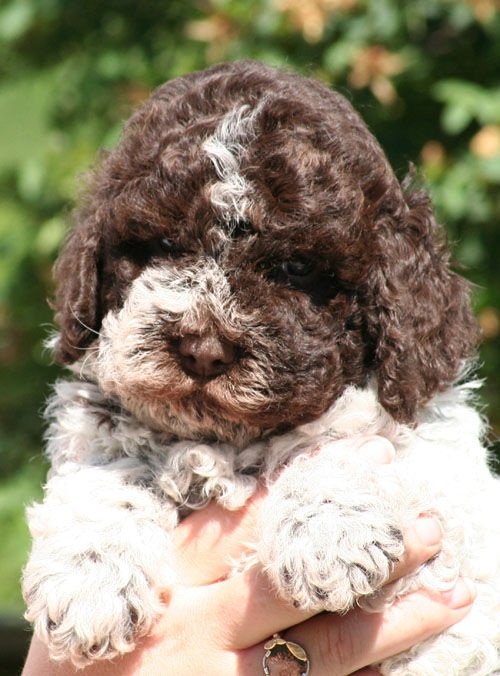 lagotto romagnolo for sale